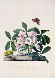 Vánoční růže (Helleborus niger) a Zimní akonit (Eranthis hyemalis) (kvaš na pergamenu)